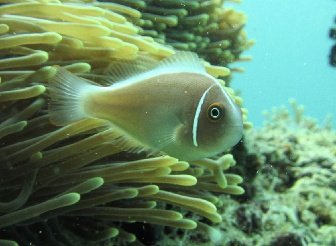 Clownfish in sea anemone at Mantanani Island reef Sabah Malaysia