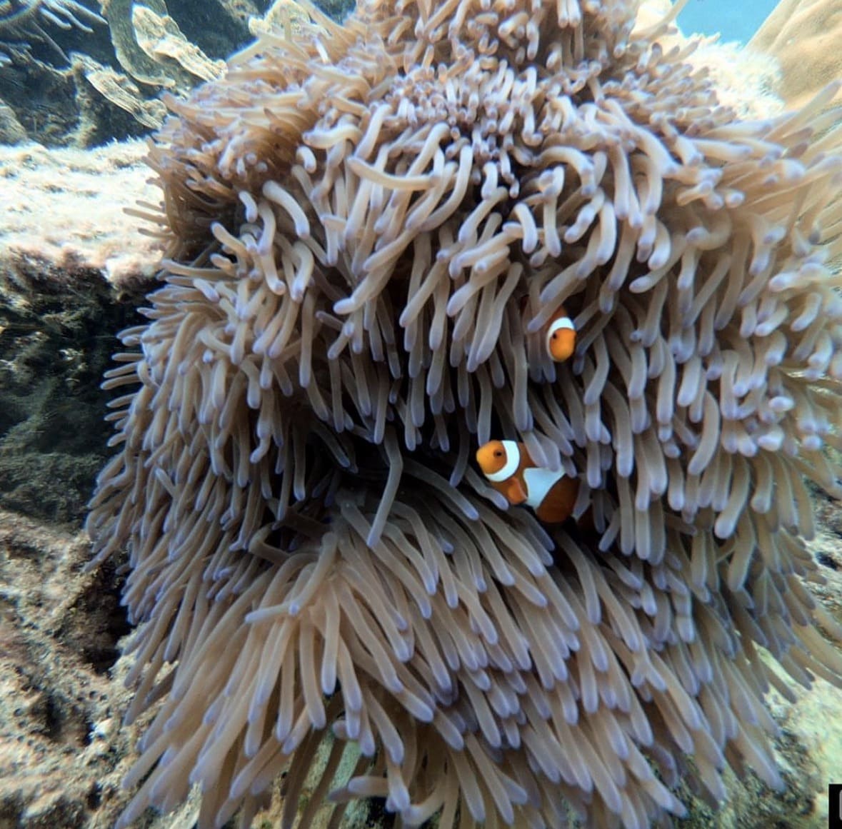 Aerial view of Mantanani Island crescent sandbar Sabah Malaysia