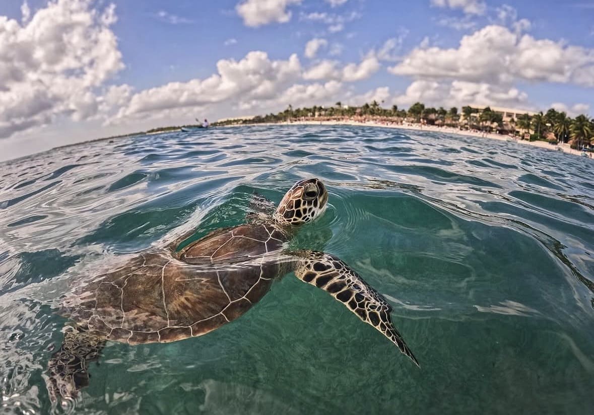 Green sea turtle swimming at Mantanani Island Sabah